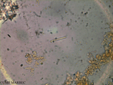 phyto/Brazilian_Amazon_coast/Amazomix_station_6/AMAZOMIX September 2021/Spirulina spp (Am_St6_R2_INF_spirulina240726_002)(copy)_thumb.jpg